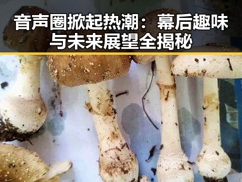 音声圈掀起热潮：幕后趣味与未来展望全揭秘